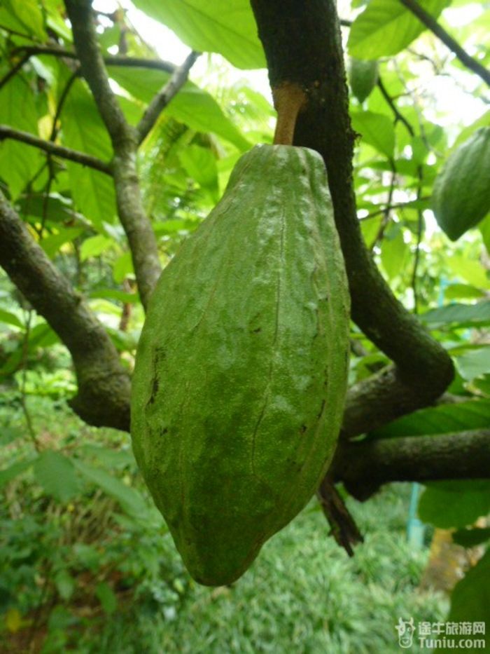 游兴隆热带植物园，将心儿留下！17