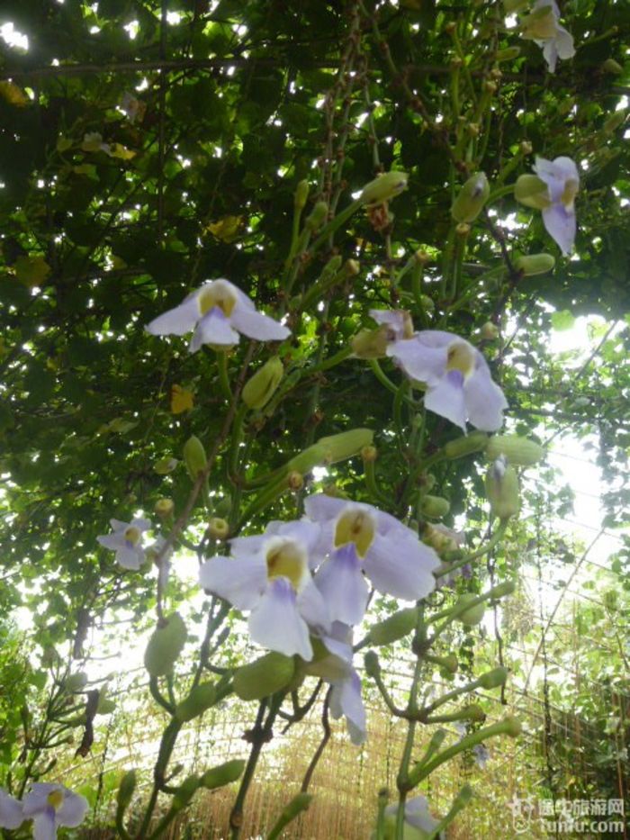 游兴隆热带植物园，将心儿留下！51