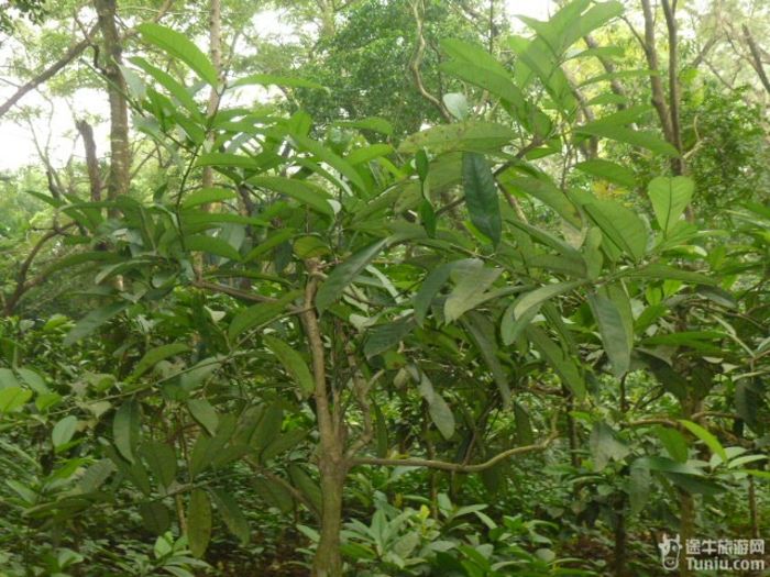 游兴隆热带植物园，将心儿留下！37