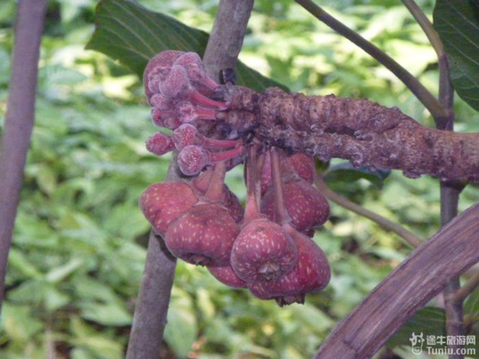 游兴隆热带植物园，将心儿留下！50