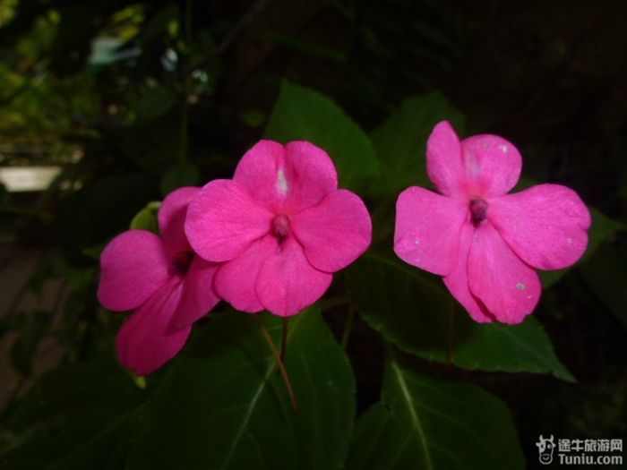 游兴隆热带植物园，将心儿留下！5