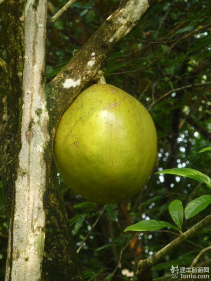 游兴隆热带植物园，将心儿留下！48