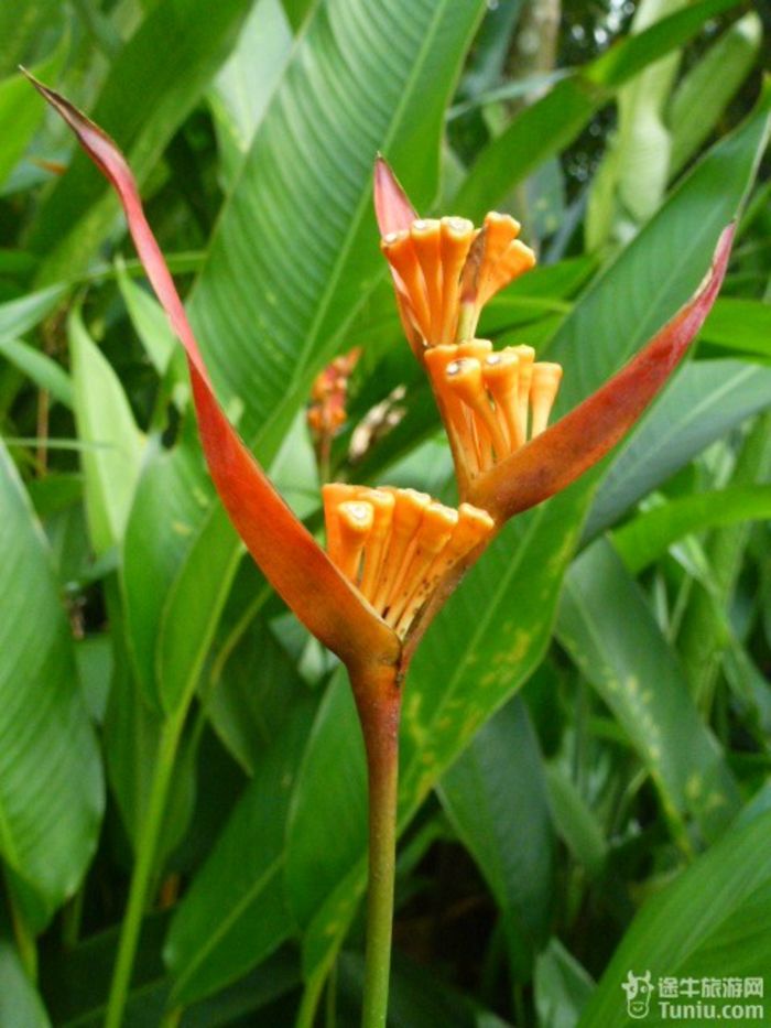 游兴隆热带植物园，将心儿留下！41