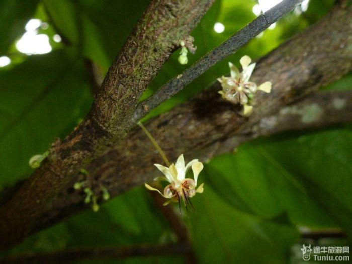 游兴隆热带植物园，将心儿留下！23