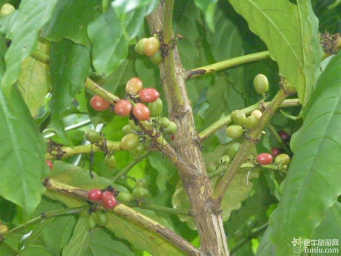 游兴隆热带植物园，将心儿留下！29