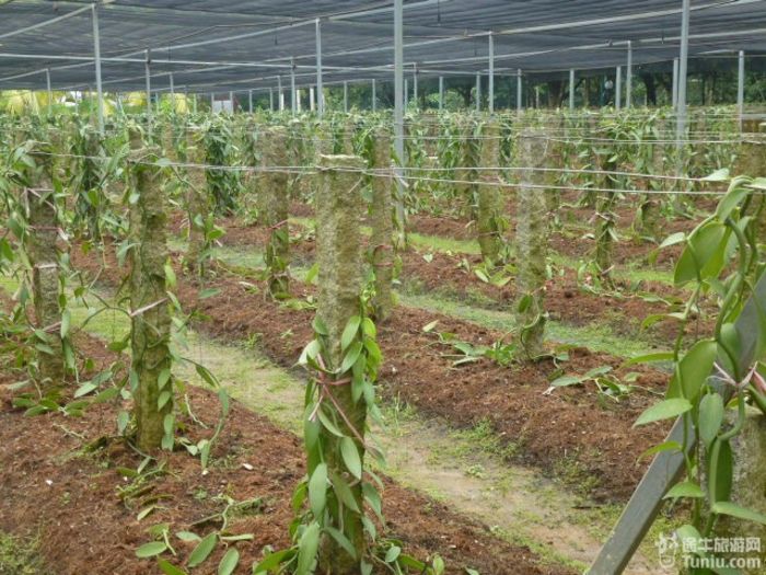 游兴隆热带植物园，将心儿留下！16