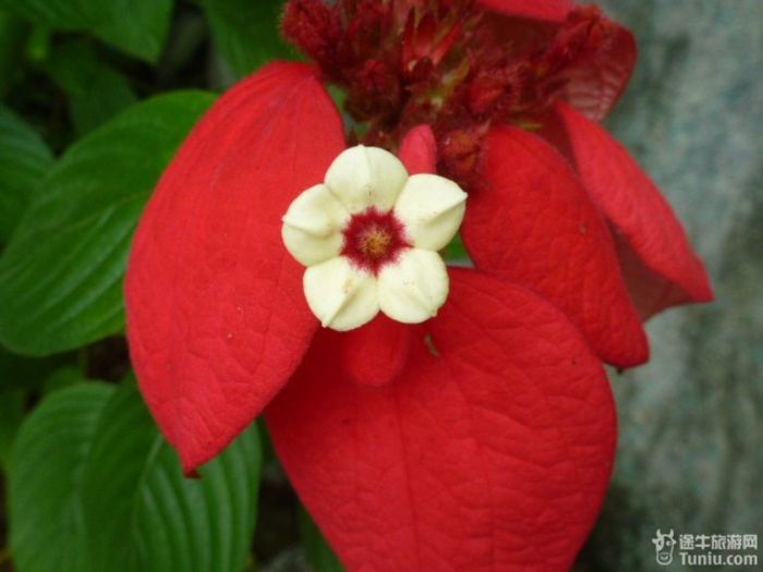 游兴隆热带植物园，将心儿留下！46