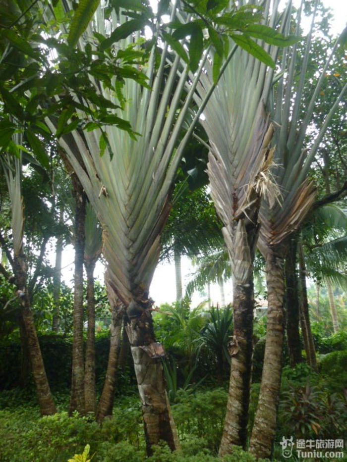 游兴隆热带植物园，将心儿留下！11