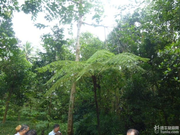 游兴隆热带植物园，将心儿留下！32