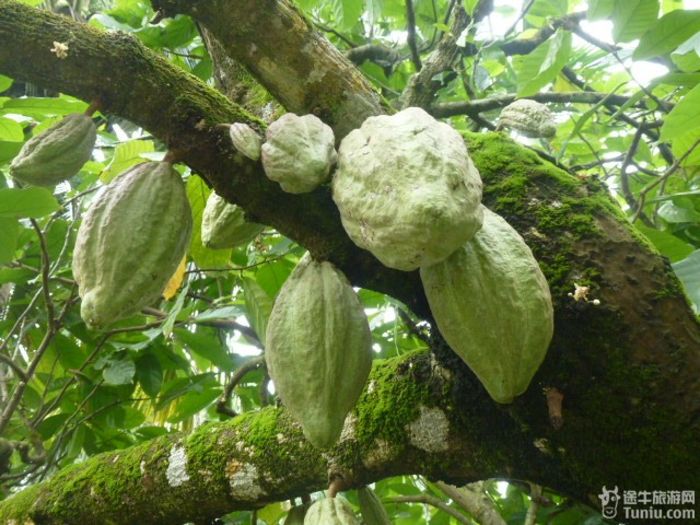 游兴隆热带植物园，将心儿留下！18