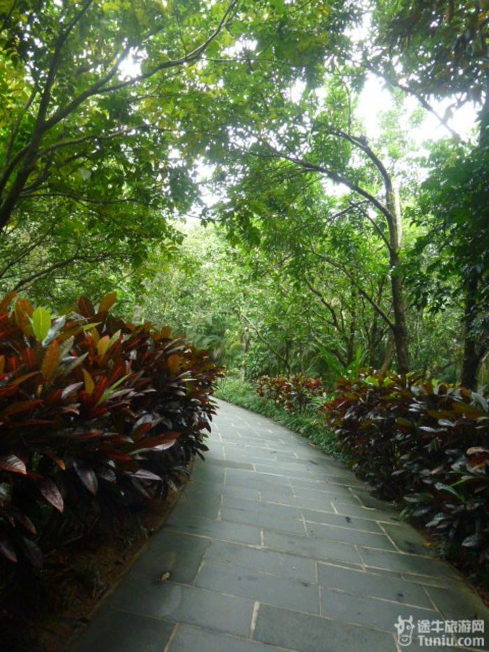 游兴隆热带植物园，将心儿留下！14