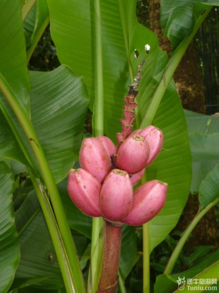 游兴隆热带植物园，将心儿留下！43