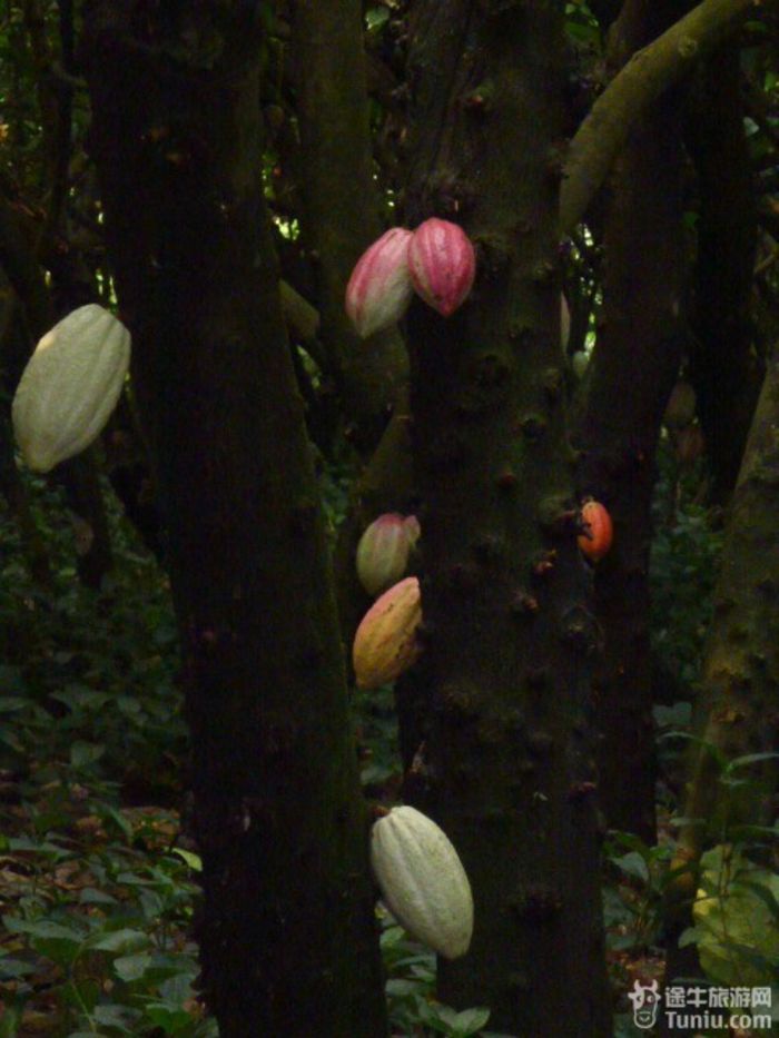 游兴隆热带植物园，将心儿留下！21