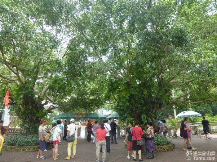 游兴隆热带植物园，将心儿留下！2