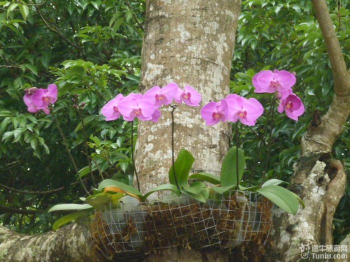 游兴隆热带植物园，将心儿留下！6