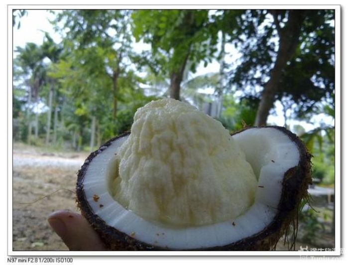 游兴隆热带植物园，将心儿留下！10