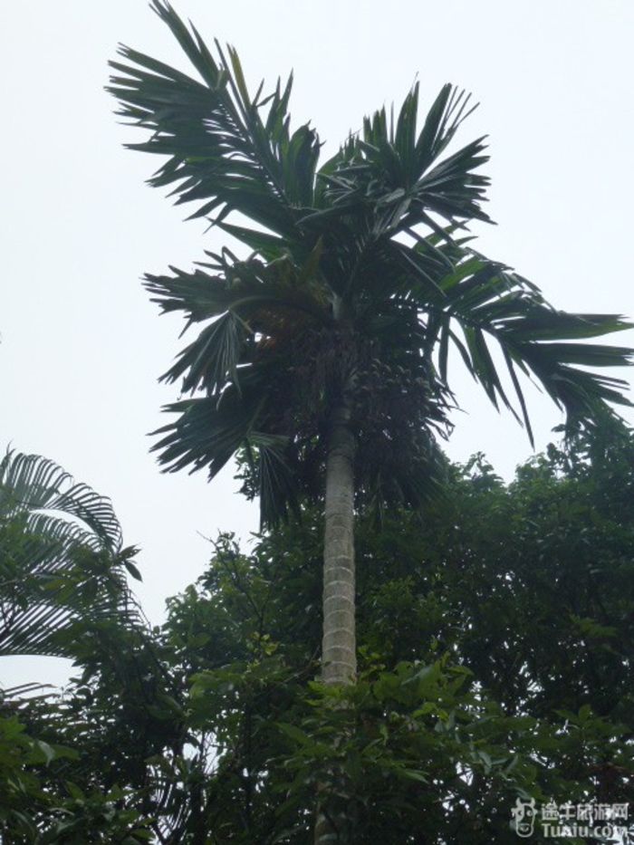 游兴隆热带植物园，将心儿留下！13