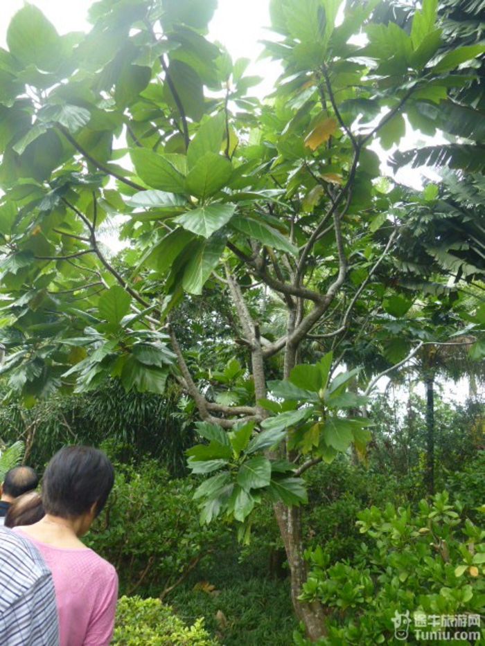 游兴隆热带植物园，将心儿留下！24