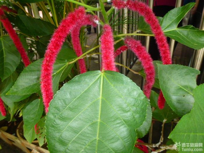 游兴隆热带植物园，将心儿留下！4