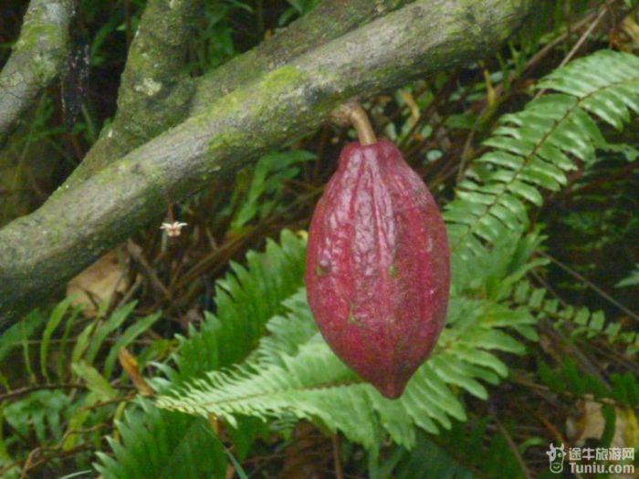 游兴隆热带植物园，将心儿留下！19