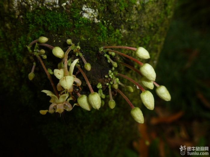 游兴隆热带植物园，将心儿留下！22