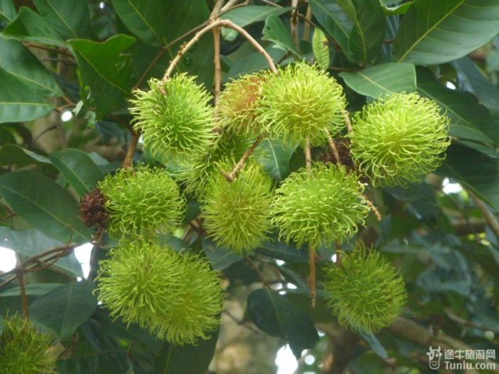 游兴隆热带植物园，将心儿留下！47