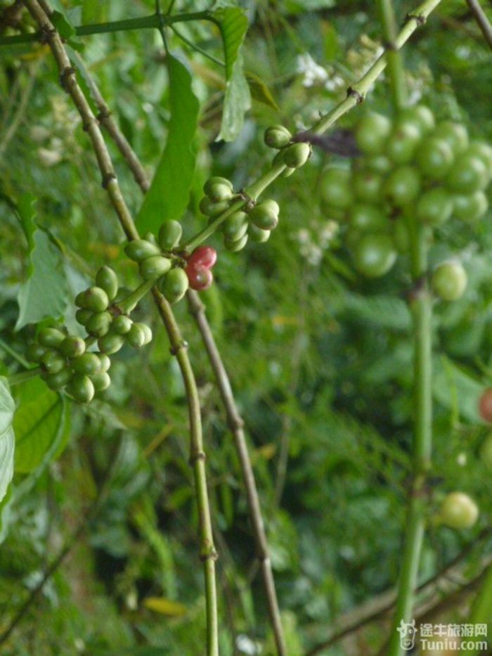 游兴隆热带植物园，将心儿留下！28