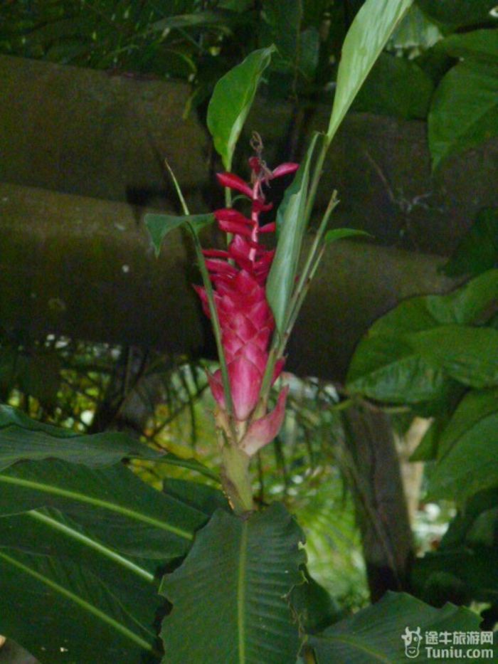 游兴隆热带植物园，将心儿留下！42