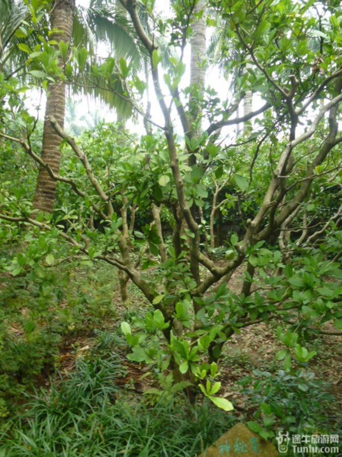 游兴隆热带植物园，将心儿留下！36