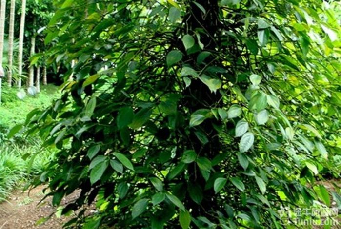 游兴隆热带植物园，将心儿留下！26