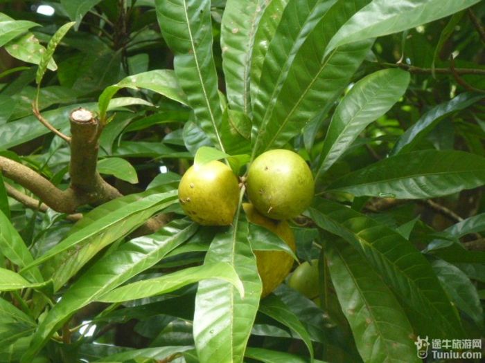 游兴隆热带植物园，将心儿留下！49