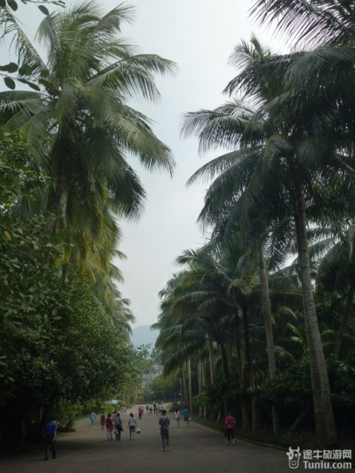 游兴隆热带植物园，将心儿留下！53