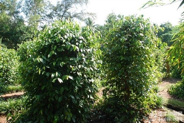 游兴隆热带植物园，将心儿留下！25