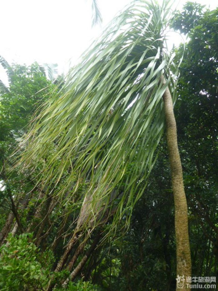 游兴隆热带植物园，将心儿留下！12