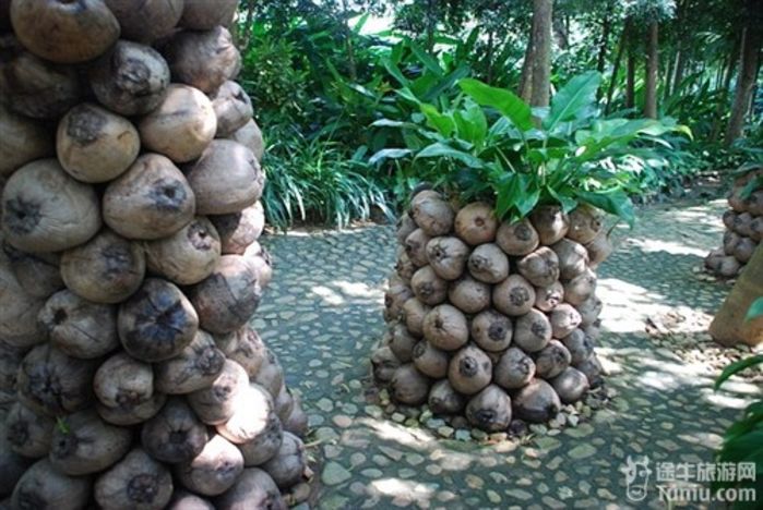 游兴隆热带植物园，将心儿留下！34