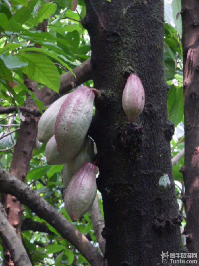 游兴隆热带植物园，将心儿留下！20