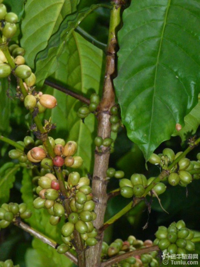 游兴隆热带植物园，将心儿留下！27