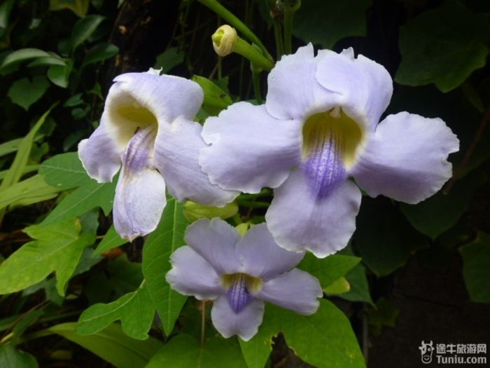 游兴隆热带植物园，将心儿留下！3