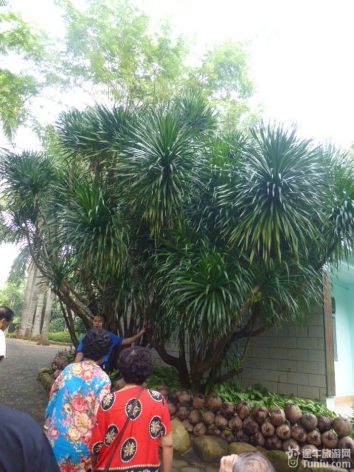 游兴隆热带植物园，将心儿留下！33