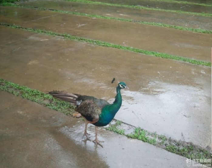 全家腾冲瑞丽之行78