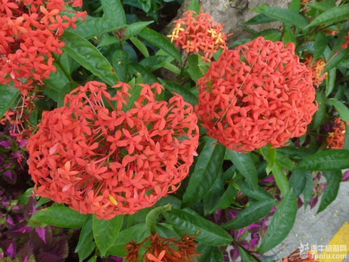 游兴隆热带植物园，将心儿留下！7