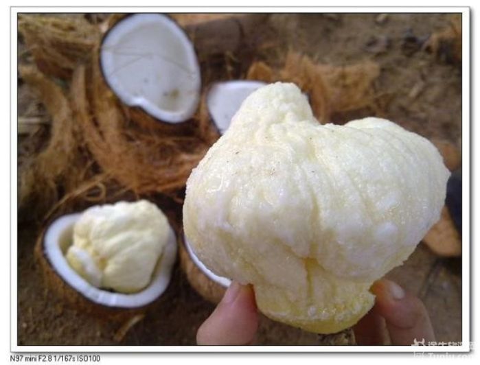 游兴隆热带植物园，将心儿留下！9