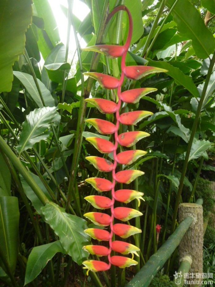 游兴隆热带植物园，将心儿留下！45