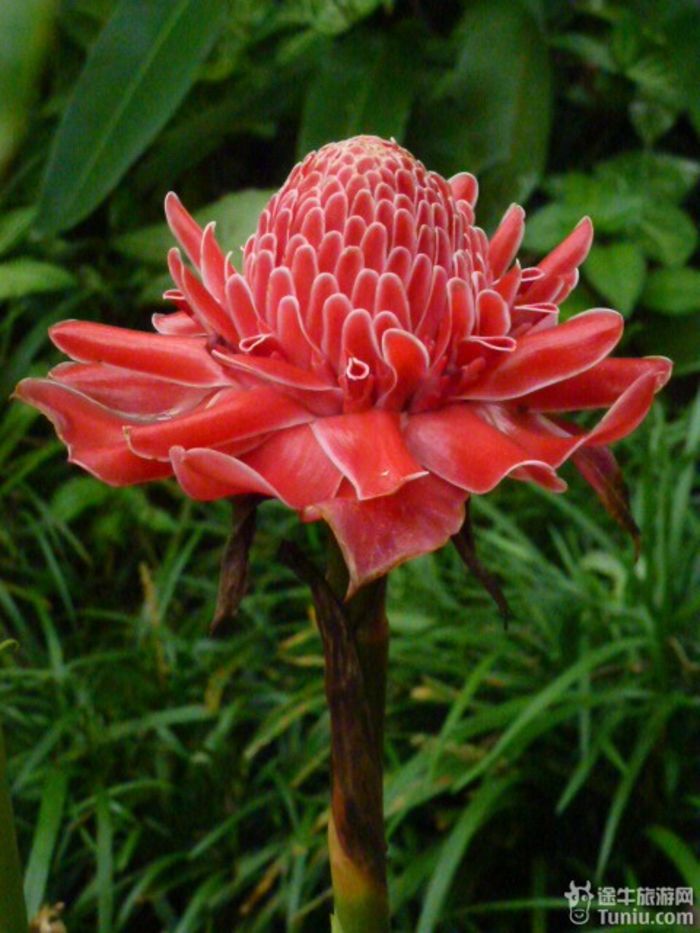 游兴隆热带植物园，将心儿留下！40