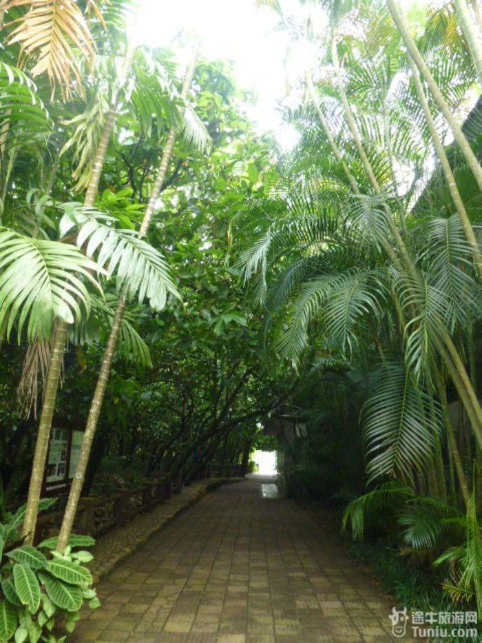 游兴隆热带植物园，将心儿留下！38