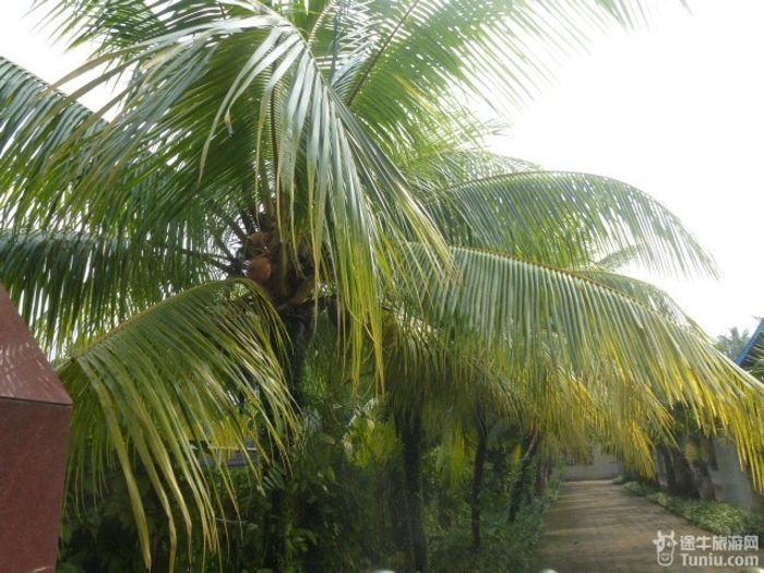 游兴隆热带植物园，将心儿留下！31