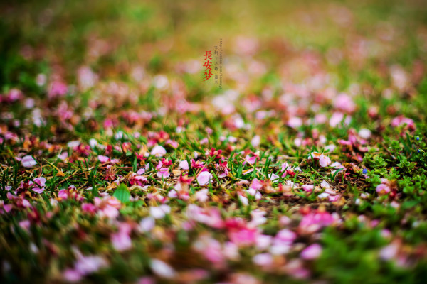 梦回长安.长安梦（5天4夜暴走西安）4