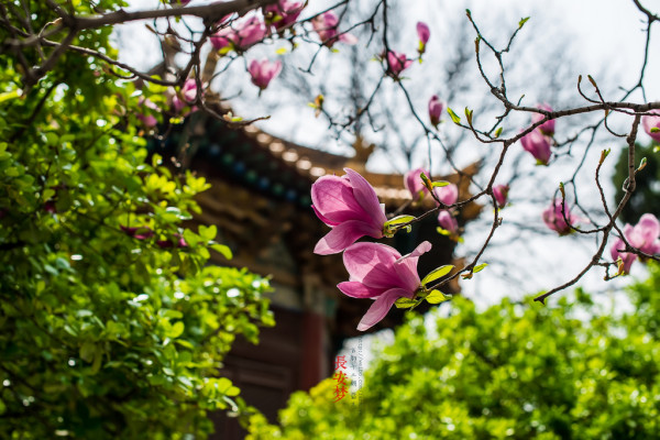 梦回长安.长安梦（5天4夜暴走西安）5