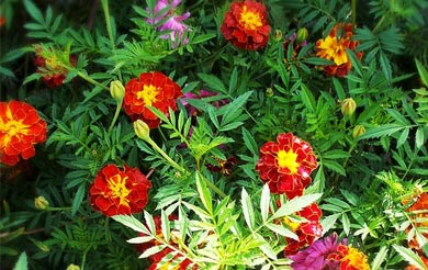 2023年清明节成都限行吗 成都限号吗