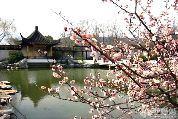 南京:梅花山旅游全攻略1